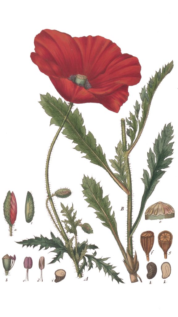Barwna rycina botaniczna przedstawiająca mak lekarski, ukazująca duży, rozwinięty czerwony kwiat na owłosionej łodydze z pierzastymi liśćmi. U dołu ilustracji znajdują się szczegółowe, oznaczone literami detale anatomiczne rośliny, w tym przekroje pąków, pręcików, makówki oraz nasion.