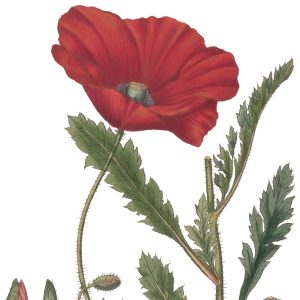 Barwna rycina botaniczna przedstawiająca mak lekarski, ukazująca duży, rozwinięty czerwony kwiat na owłosionej łodydze z pierzastymi liśćmi. U dołu ilustracji znajdują się szczegółowe, oznaczone literami detale anatomiczne rośliny, w tym przekroje pąków, pręcików, makówki oraz nasion.