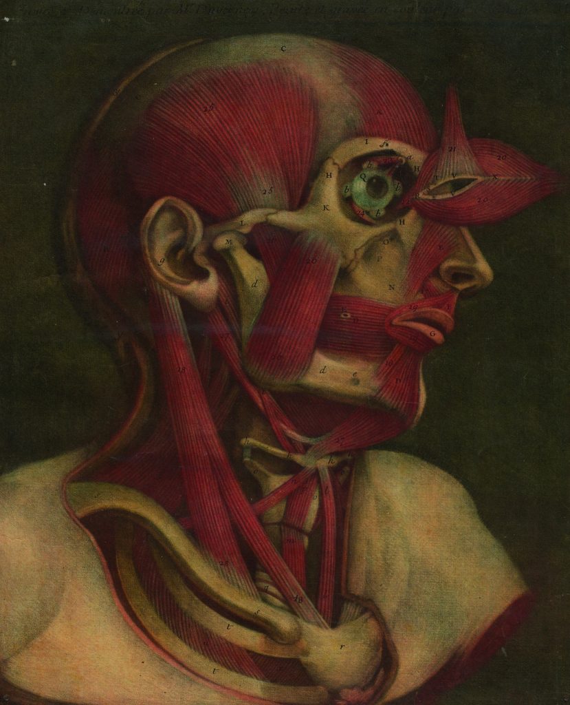 olorowa ilustracja anatomiczna z profilu, ukazująca układ mięśniowy ludzkiej głowy i szyi. Okolice oka posiadają odchylony płat tkanki mięśniowej, a na poszczególnych elementach anatomii widnieją drobne oznaczenia literowe i liczbowe.