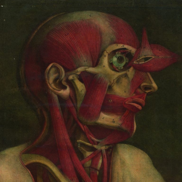 Kolorowa ilustracja anatomiczna z profilu, ukazująca układ mięśniowy ludzkiej głowy i szyi. Okolice oka posiadają odchylony płat tkanki mięśniowej, a na poszczególnych elementach anatomii widnieją drobne oznaczenia literowe i liczbowe.