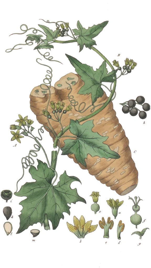 ycina botaniczna ukazująca przestęp biały, na której widoczny jest masywny, bulwiasty korzeń w kolorze jasnobrązowym, opleciony zielonym pnączem z wąsami czepnymi i liśćmi. Na ilustracji pokazano również drobne, żółto-zielone kwiaty, grono czarnych jagód oraz rozrysowane w powiększeniu detale budowy kwiatów i nasion.